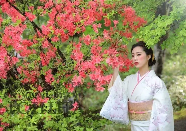 母親の着物レンタルは訪問着が安心！プロが教える完全ガイド